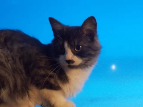 Cat in the moonlight Stock-Fotos