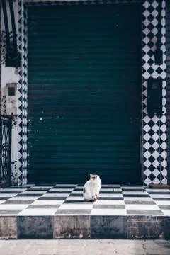 Cat in Morocco Stock Photos