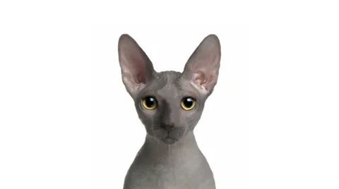 Cat morphing Stock Footage 32277609