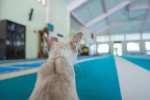 Cat in mosque Stock Photos