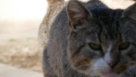 Cat in a motion Stock Photos