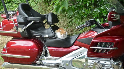 Cat on motorbike 스톡 동영상 24703228
