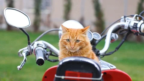 Cat on motorbike Stock Footage 102450280