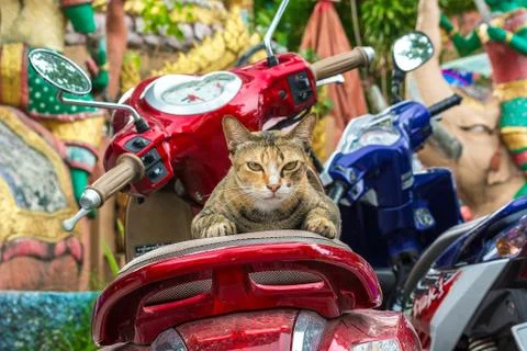 Cat on a motorcycle Stock Photos