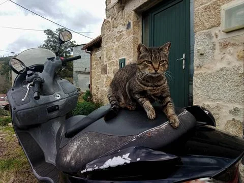 Cat on a motorcycle Stock Photos