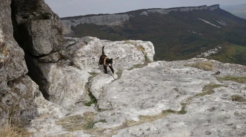 Cat on the mountain Stockbeeldmateriaal 68487553