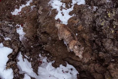 Cat in mountains Stock Photos