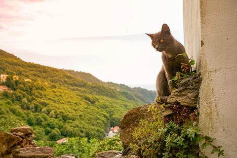 A cat in the mountains Stock Photos