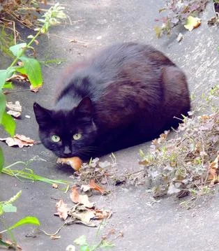 A  cat with a  mouse in its teeth Stock Photos