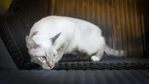 A cat move on the chair Stock Photos