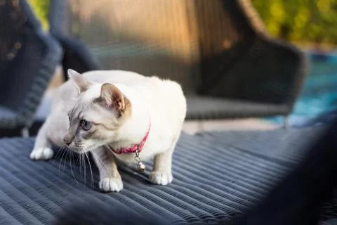 A cat move on the chair Stock Photos
