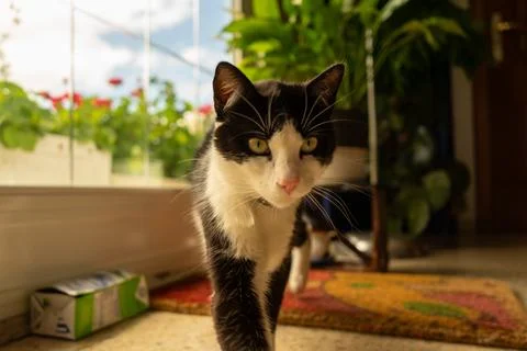 Cat on the move Stock Photos