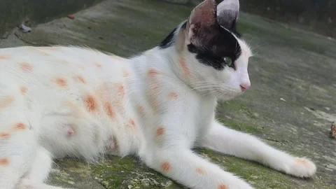 Cat movement caught on camera Video stock 283994101