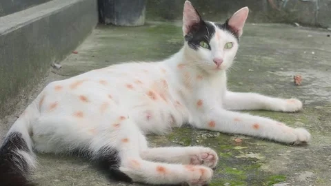 Cat movement caught on camera Stock Footage 283994125