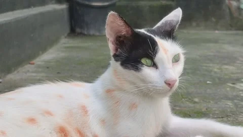 Cat movement caught on camera Stock Footage 283994264