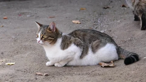 The cat that moves its ears, the cat that stands attentively, Stock Footage 234627677