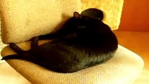 Cat Moves Its Tail - Slow Motion Stock Footage 269324950