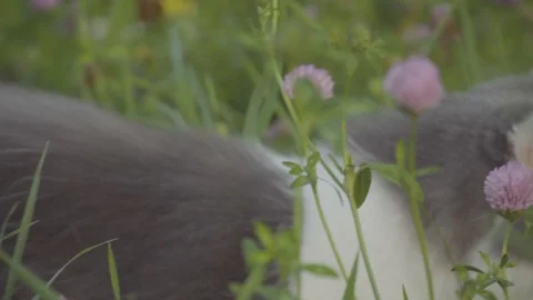 Cat moves through a grass field 4k Stock Footage 94253467