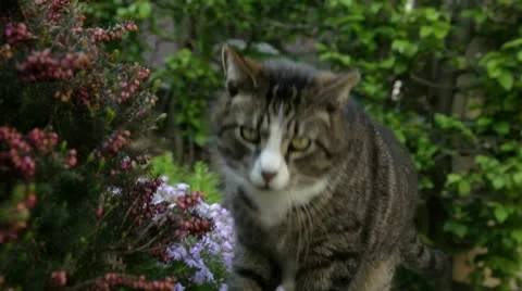 Cat moving to the camera 1080p Stock Footage 10916965