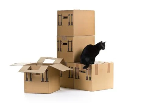 Cat with moving carton boxes stack Stock Photos