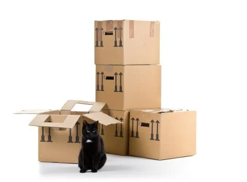 Cat with moving carton boxes stack Stockfoto's