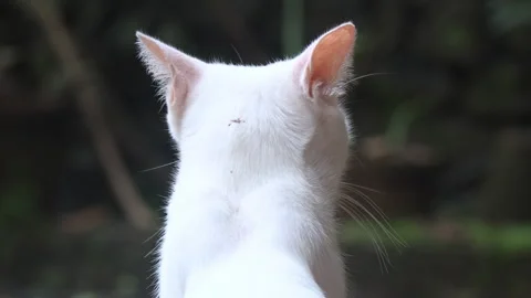 Cat moving ears backwards to hear where a sound is coming from. Video stock 277673627