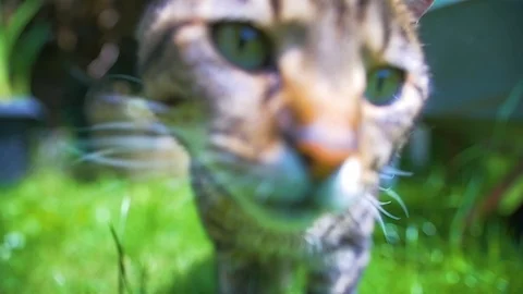Cat Moving In Sunny Garden Stock Footage 111069012
