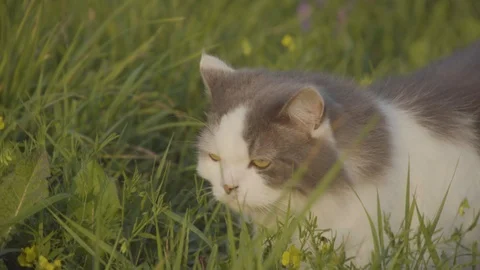 Cat moving through a grass field 2 4k Stock Footage 94253810