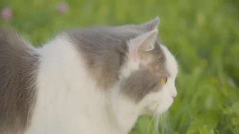 Cat moving through a grass field 3 4k Stock Footage 94253897