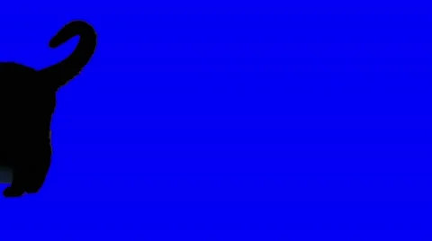 Cat moving towards camera on a bluescreen Stock Footage 49791209