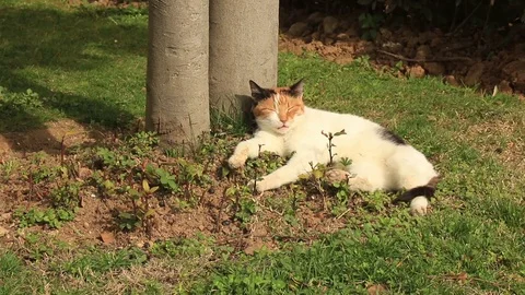 Cat Multi Color Sleeps Sun Grass Trees Enjoys Nap Fat Cute Stock-Footage 73685370