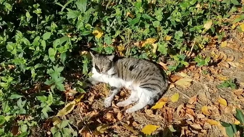 Cat munching in the sun among the rusty leaves Stock Footage 143763865