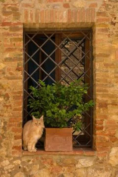 Cat in Murlo Stock Photos