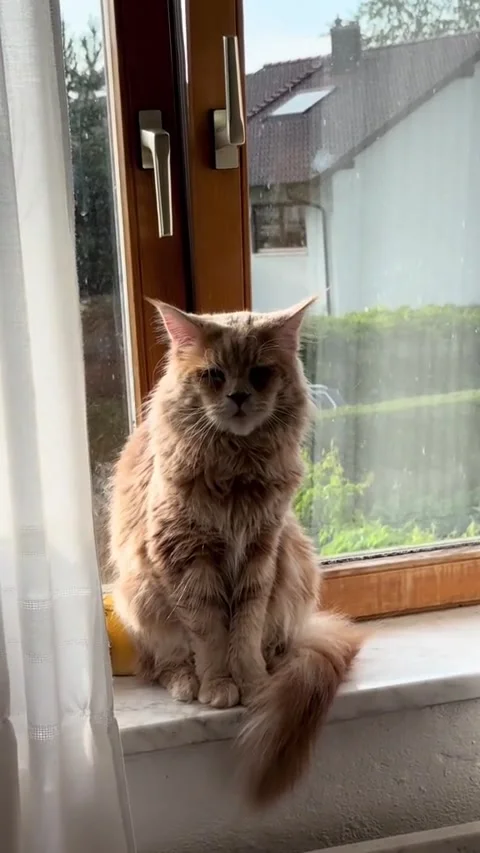 The cat muses Stock Footage 315506021