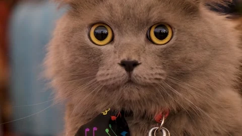 Cat with Musical Bowtie, Close-Up Pet cat Portrait Stock Footage 343811463