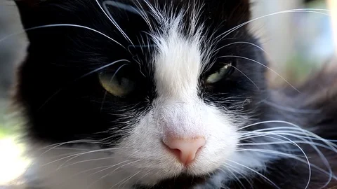 Cat muzzle with a big mustache Stock Footage 97352790