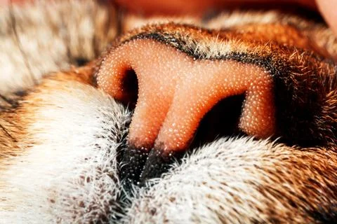 Cat muzzle close up. Stock Photos