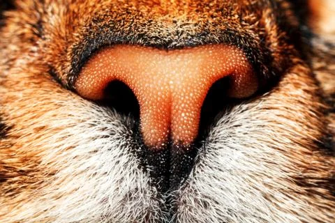 Cat muzzle close up. Stock Photos
