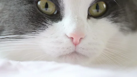 Cat muzzle closeup Stock Footage 94407542