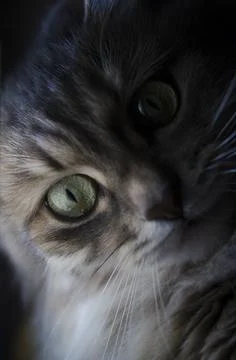 Cat muzzle, face close up 库存照片