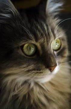 Cat muzzle, face close up 库存照片