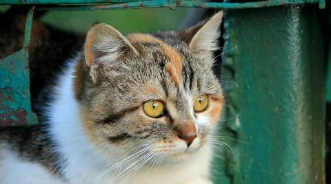 Cat muzzle Video stock 788930