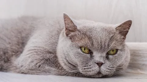Cat muzzle looking into the camera Stock Photos