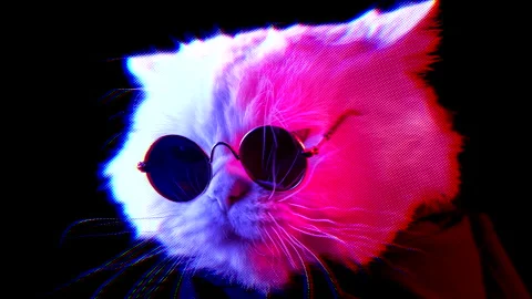 Cat muzzle in round eyewear. Animal under red blue cop car flashing light Stock Footage 196124802