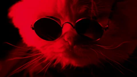 Cat muzzle in round eyewear. Animal under red blue cop car flashing light Stock Footage 196124988
