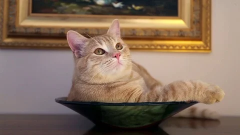 A cat in my home Stock Footage 82242005