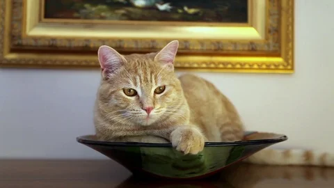 A cat in my home Stock Footage 82242107