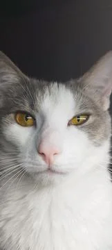 A cat named Espresso Stock Photos
