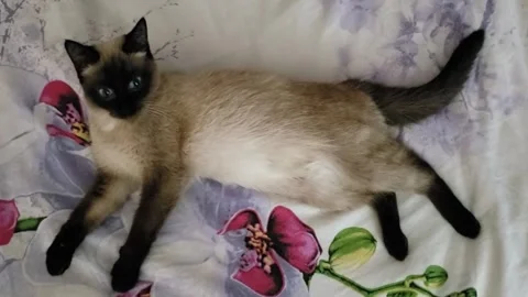 A cat Named Kasia on the couch Stock Footage 311317853