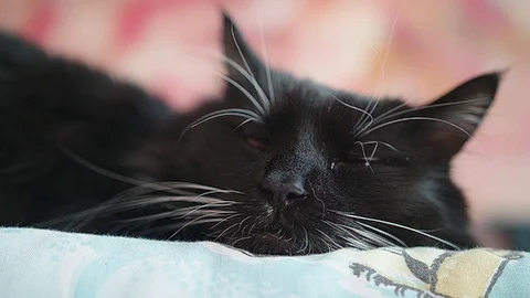 Cat nap close up Stock Footage 83731129